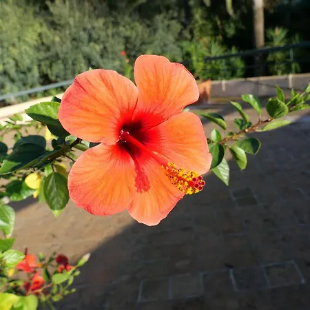 Pisani Piscina Giardino Terrazzi Panoramici Su Capri * Massa Lubrense